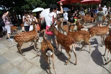 千与千寻普通话版