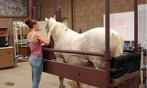 加布里埃尔·伊格莱西亚斯：老少咸宜秀